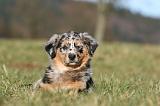 BERGER AUSTRALIEN PUPPIES 766